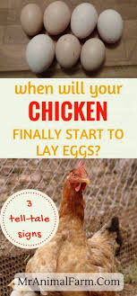 If your hens stop laying, you may be able to identify the source of the problem by asking the following questions: When Do Chickens Start Laying Eggs Signs Your Hen Is Ready To Lay