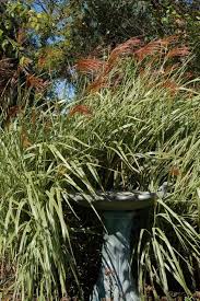 Image result for Miscanthus