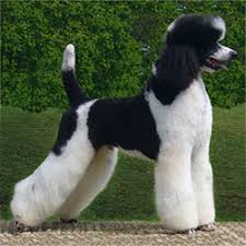 Socializing your standard poodle puppy is an important way to help ensure that she grows up into a confident the breed median for a poodle in the uk is 11, so only buy a puppy from parents whose scores are. The Parti Poodle Club For Parti Phantom Poodle Enthusiasts