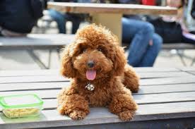 The body hair, on the other hand, is cut shorter, which accentuates the. 16 Dogs That Stay Small Yorkie Chihuahua And More