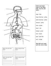 Maybe you would like to learn more about one of these? Internal Organs Worksheet Teaching Resources Human Body Organs Human Body Worksheets Human Body Vocabulary