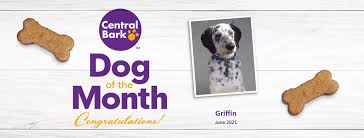 Compare pet dermatologist in waukesha, wi. Grooming The Importance Of Nail Trims And Nail Finishing Harmony Pet Clinic