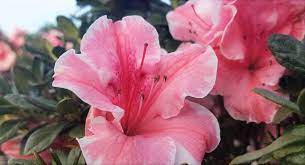 How And When To Fertilize Encore Azaleas Plantsbymail Com Fertilizer For Plants Azaleas Fertilizer