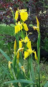 Image result for Iris pseudacorus