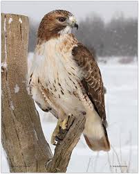 Birds Of Prey Northern Michigan Winter Hawk S Niedzwiecki Red Tailed Hawk Birds Pet Birds