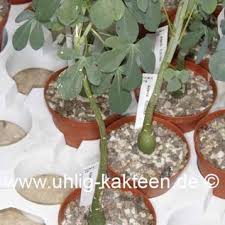 Image result for Adenia fruticosa