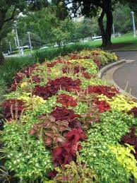 Check spelling or type a new query. Coleus Plants Tips For Caring For Coleus