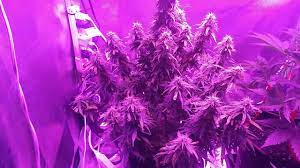 Led grow lights have a higher initial cost, but actually end up paying for themselves over time. Mars Hydro 600 Led Autoflower Grow Carmelisious Youtube