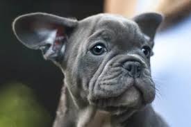 Rare colors in french bulldogs are perhaps the most exciting development in this already delightful breed. Blue French Bulldog All About This Rare And Unique Frenchie Color Anything French Bulldog