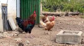 Gallinas y gallos en gallinero rustico