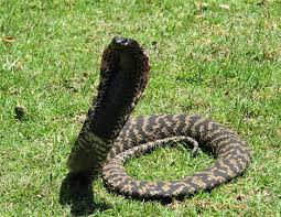 Below is a list of fatal snakebites that occurred in australia. Rinkhals Facts And Pictures