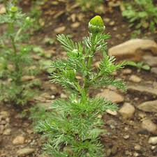 Image result for Dicoma arenaria