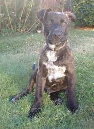 German Shepherd Pitbull Mix Black And Brown Shepherd Pit Information And Pictures German Shepherd Dog American Pitbull Terrier Hybrid Dogs Pitbull Terrier Pit Dog American Pitbull Terrier
