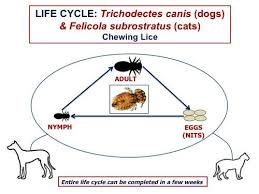 Image result for lice life cycle