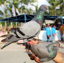 We hope you enjoy our growing collection of hd images to use as a background or home screen for your. Anugrah Juara Merpati Kolongan Lapak Fortuna Magelang Berhadiah Mobil Pick Up Om Kicau