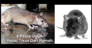 Lagi membuatkan ramai stres tikus ini akan beranak pinak dan cukup sukar dihapuskan. 8 Petua Untuk Halau Tikus Dari Rumah Site Title