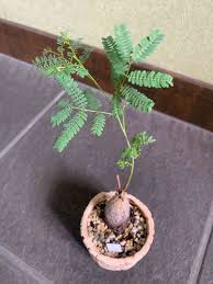 Image result for Elephantorrhiza elephantina