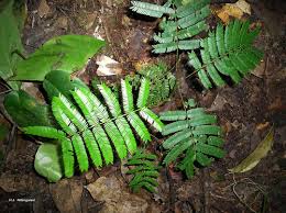 Image result for Newtonia