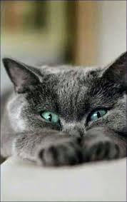 I Love Staring At My Blue Eyes In The Mirror Crazy Cats Cats Cute Cats