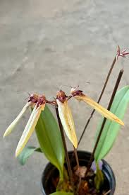 Image result for Bulbophyllum