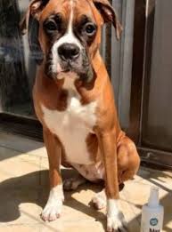 Our rochester hills location is no longer having cat and dog adoptions. 4 Best Boxer Breeders In Illinois 2021 We Love Doodles