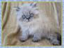 Himalayan Kittens For Sale In Virginia