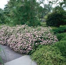 Image result for Spiraea japonica ´Little Princess