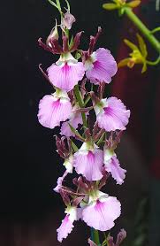 Image result for Eulophia guineensis