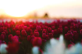 Scarica immagini bellissime da condividere gratis con gli amici ! Hd Wallpaper Tulips Flowers 4k Hd Field 5k Flowering Plant Beauty In Nature Wallpaper Flare