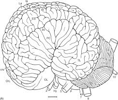 Yeah that's right george, whales! ~ saddam hussein on humpback whales. Brain Sciencedirect