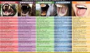 Carnivore Teeth 736x440 Jpg 736 440 Pixels Omnivore Carnivore Teeth Carnivores
