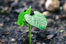 Quand Semer Les Haricots Verts La Saison Pour Planter Vos Haricots