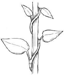Wrap vines all wrapped up giving and receiving gifts in dreams indicates a need to give and take within a relationship, perhaps to share with others what we have and to create an environment that allows for give and take. Light In The Garden Garden Org