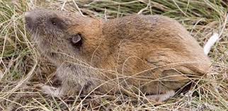 Image result for Porphyrostemma grantii