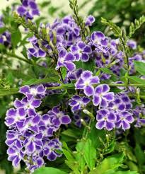 Image result for Duranta erecta
