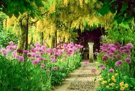 Image result for Laburnum