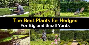 Check out the garden decoration with junk here. The Best Plants For Hedges 23 Types Of Hedges With Pictures
