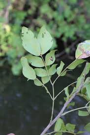 Image result for Albizia glaberrima