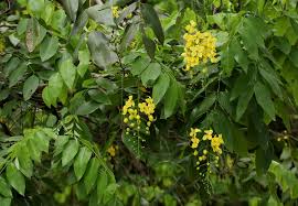 Image result for Cassia sieberiana