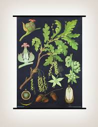 hagemann botanical chart oak painting art illustration