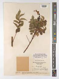 Image result for Englerina inaequilatera