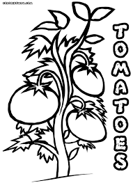 Get your little one to fill colors in upper and lower case t and trace the word tomato. Free Download Tomato Coloring Pages
