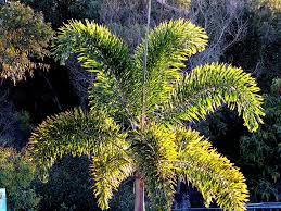 Image result for Wodyetia bifurcata