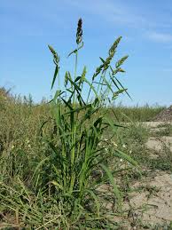 Image result for Echinochloa