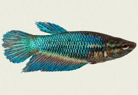 And i like and i think the betta like it too! What Makes A Betta A Dragon Scale Betta Fish Forum