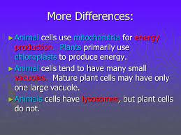 Comparison of plant cell and animal cell ppt. Comparing Plant And Animal Cells Ppt Download