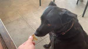 It is recommended not to give pickles to your dog on a regular basis just because dogs can eat pickles, does this mean pickles are safe for dogs? Can Dogs Have Pickles Benefits And Disadvantages