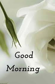 Best Good Morning Hd Images Wishes Pictures And Greetings Good Morning Flowers Good Morning Wednesday Good Morning Roses