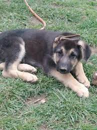 Maybe you would like to learn more about one of these? German Shepherd Puppies Missouri Pets Lovers