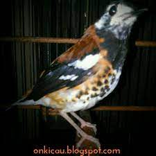 Trucuk kebo, murai palangka trotol, cililin coklat gacor, kacer gacoran, anis blorok macetan, srdc, mugimaki, cucak jenggot jawa gacor, murai medan p. Tips Perawatan Burung Anis Macan Agar Rajin Bunyi On Kicau